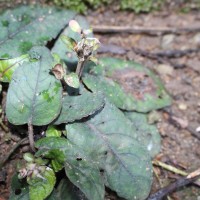 Strobilanthes reptans (G.Forst.) Moylan ex Y.F.Deng & J.R.I.Wood